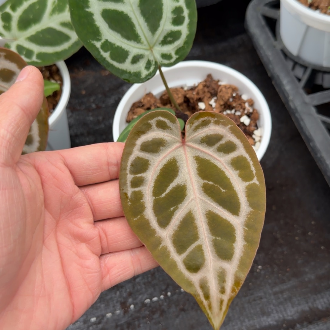 完全开放茄杂银王