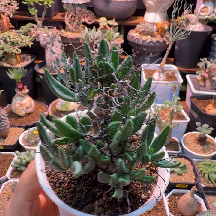 钢吐丝球万物想，077