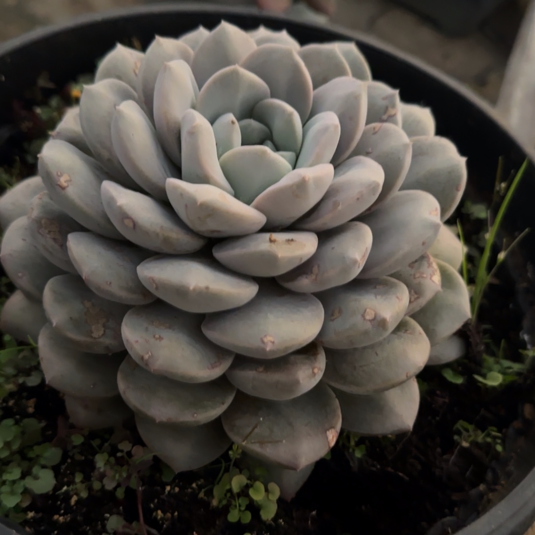 多肉植物多肉植物