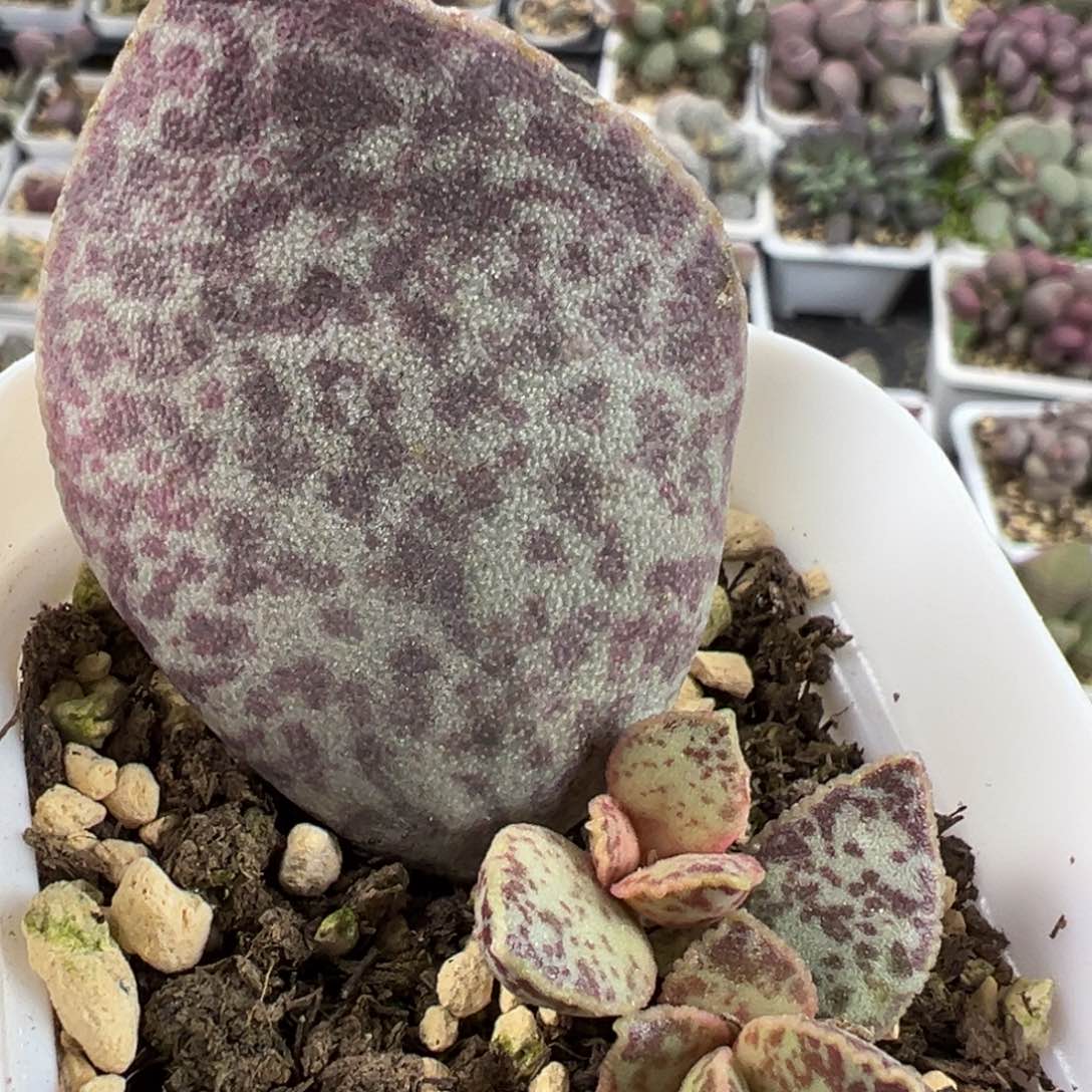 超大母叶飞机翅膀马蛋斑点款多肉植物