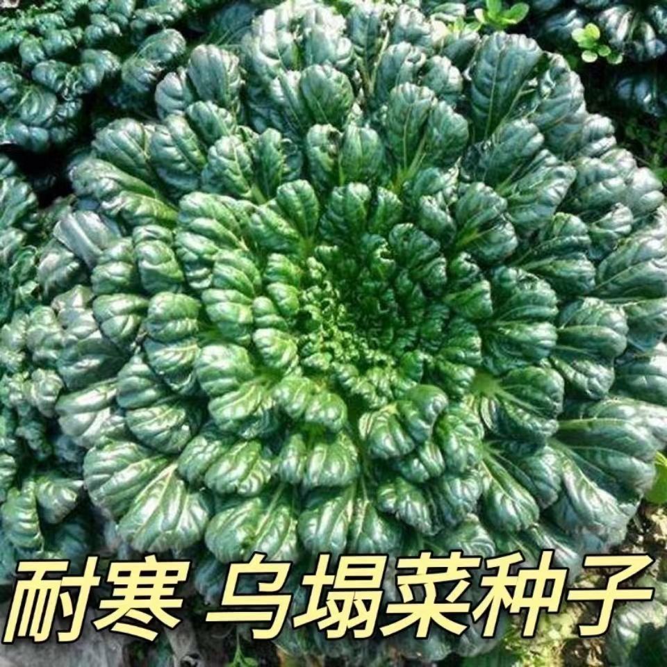 秋冬耐寒乌塌菜种子新鲜保健蔬菜种高产易种