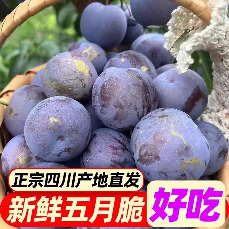 【川渝次日达】现摘现发四川眉山五月脆凤凰李果园直发又脆又甜又大李子同城送四川省