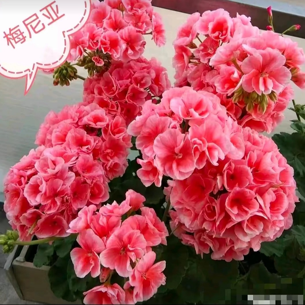 梅尼亚～经典勤花天竺葵