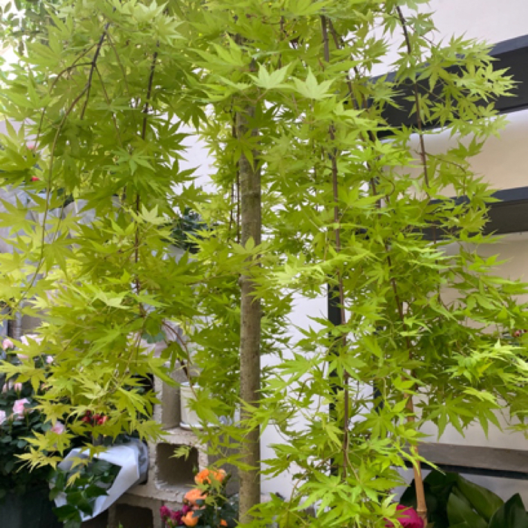 流泉枫 大颗盆栽