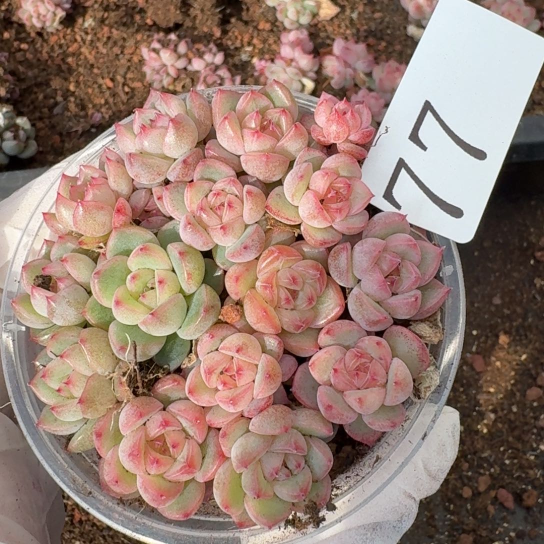 多肉植物多肉植物77