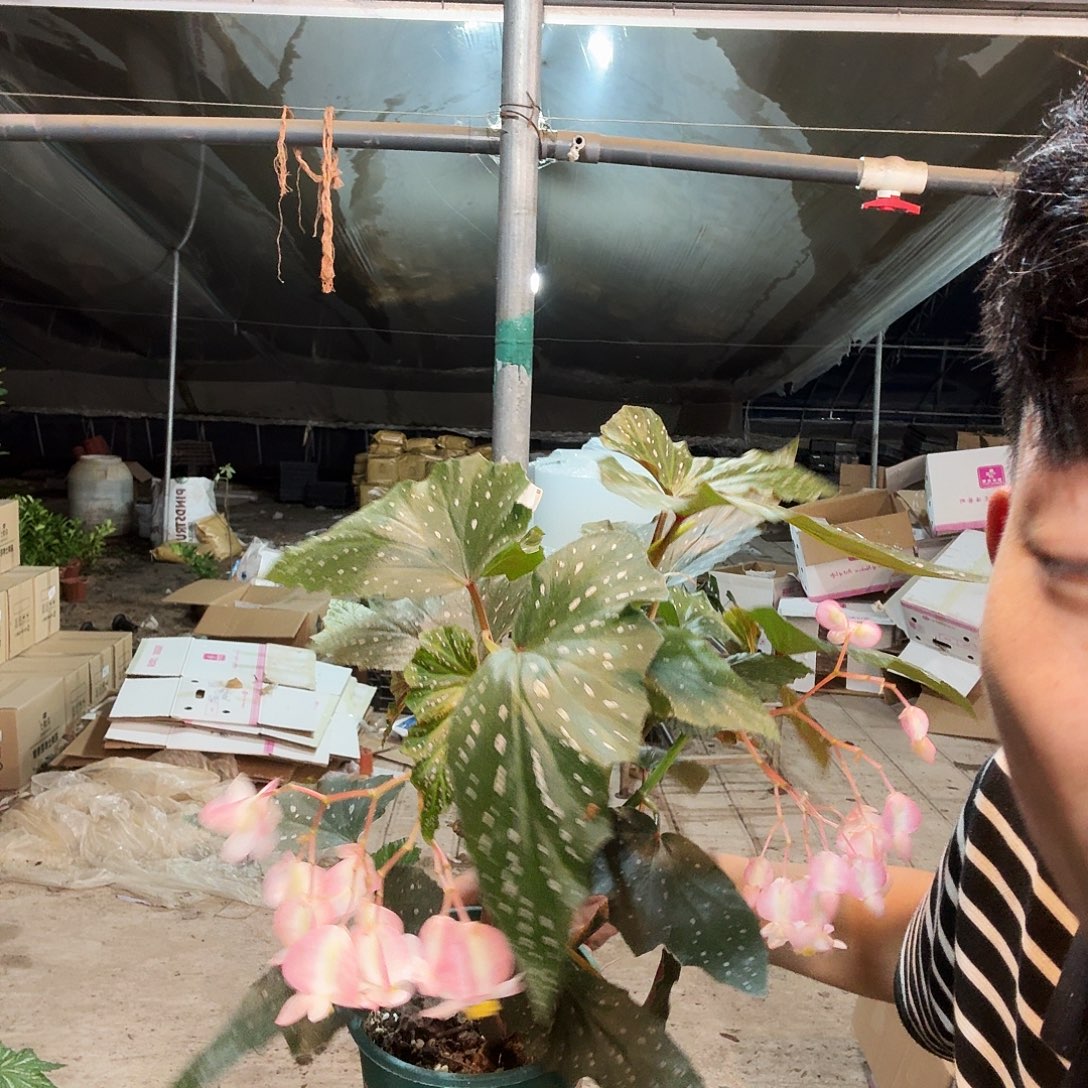 完全开放两年老桩竹节一棵