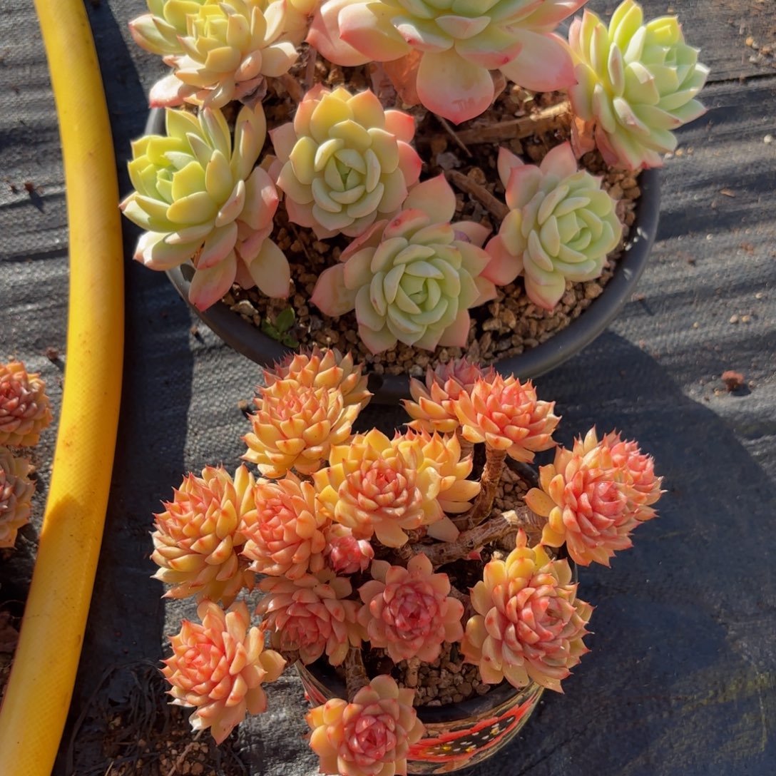 三***牛哈哈哈哈哈哈宝贝宝贝哈哈吧宝贝