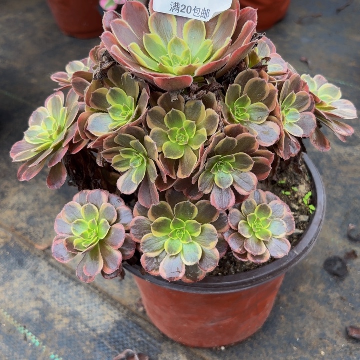 瑞妈多肉园艺975水果糖