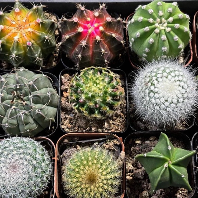 5cm盆仙人球链接｜防辐射桌面小仙人球【新疆包邮】