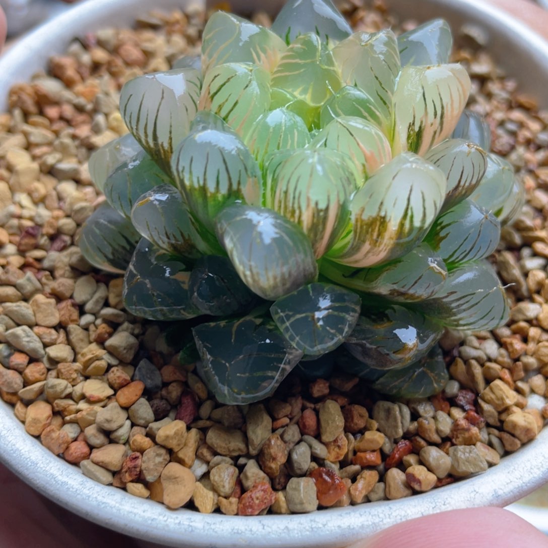 20.十二卷非组姬玉露锦。  
