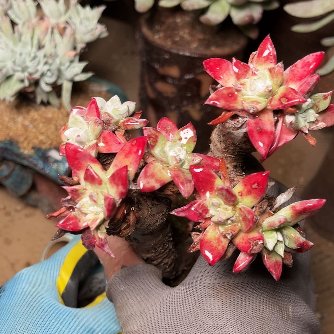 2766苹果叶多肉仙女杯