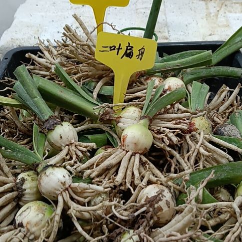 无花朵一叶扁舟2-3发5个