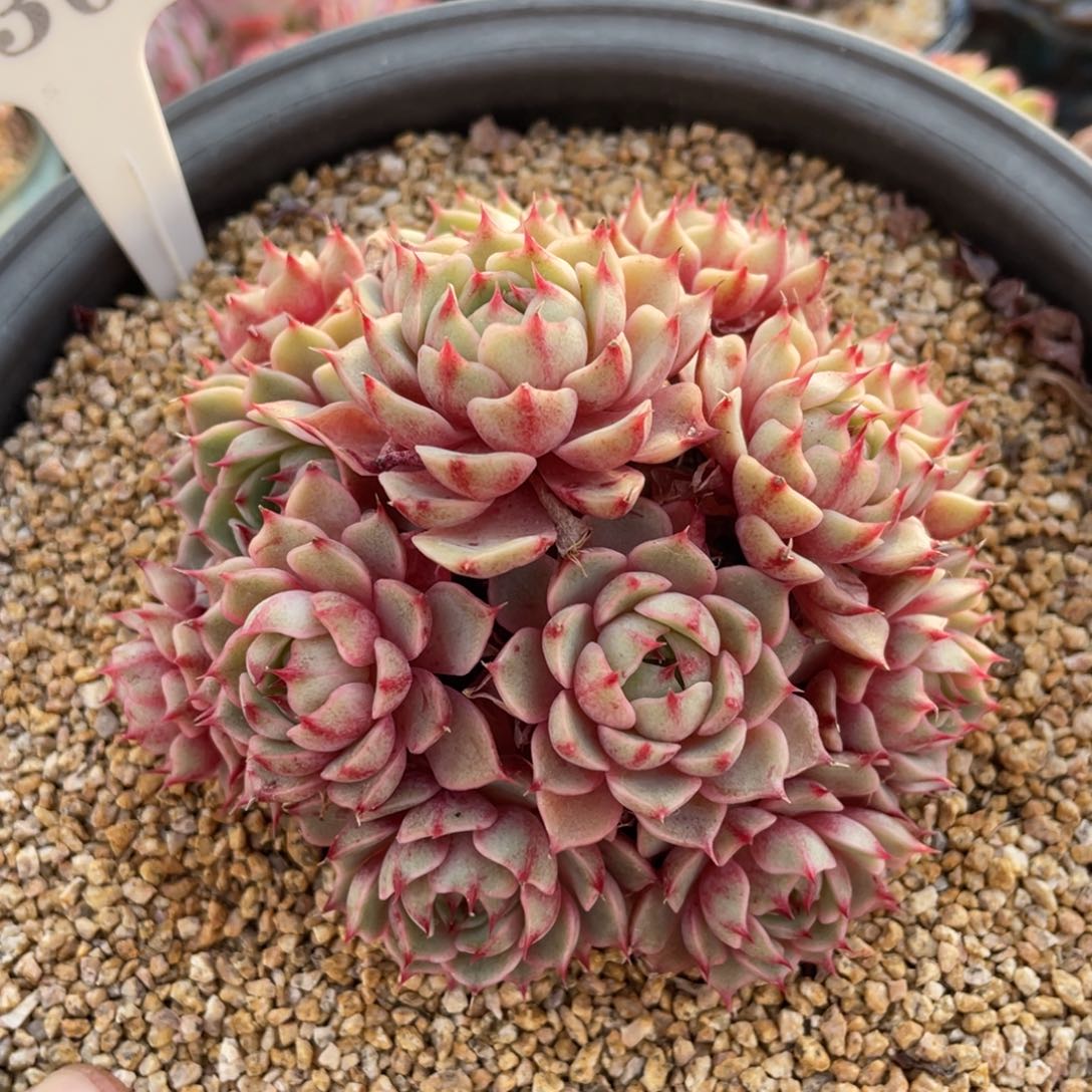 0302笨巴不带盆11厘米