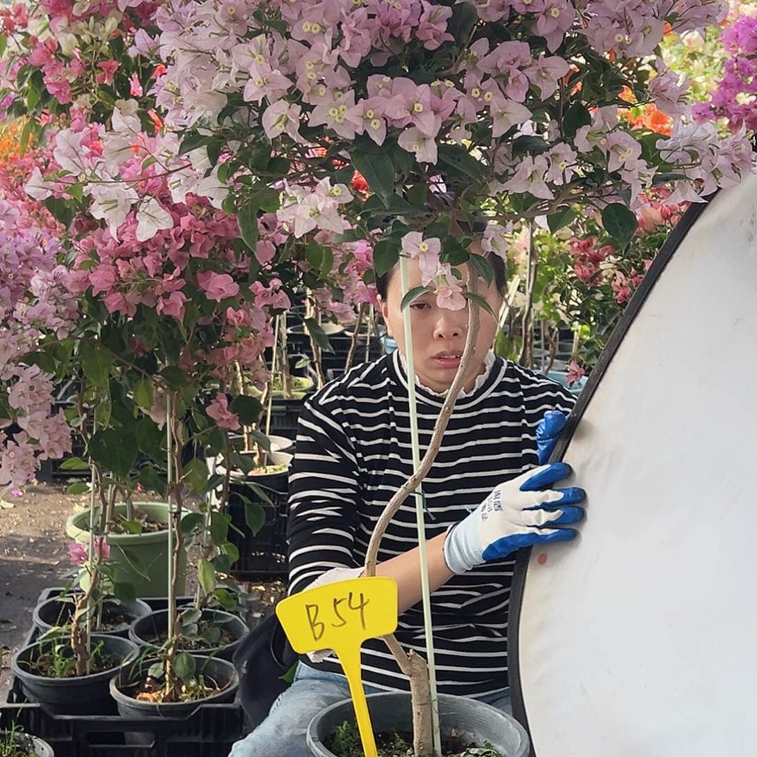 兮***兮大部分花苞少量开放B54丽娜