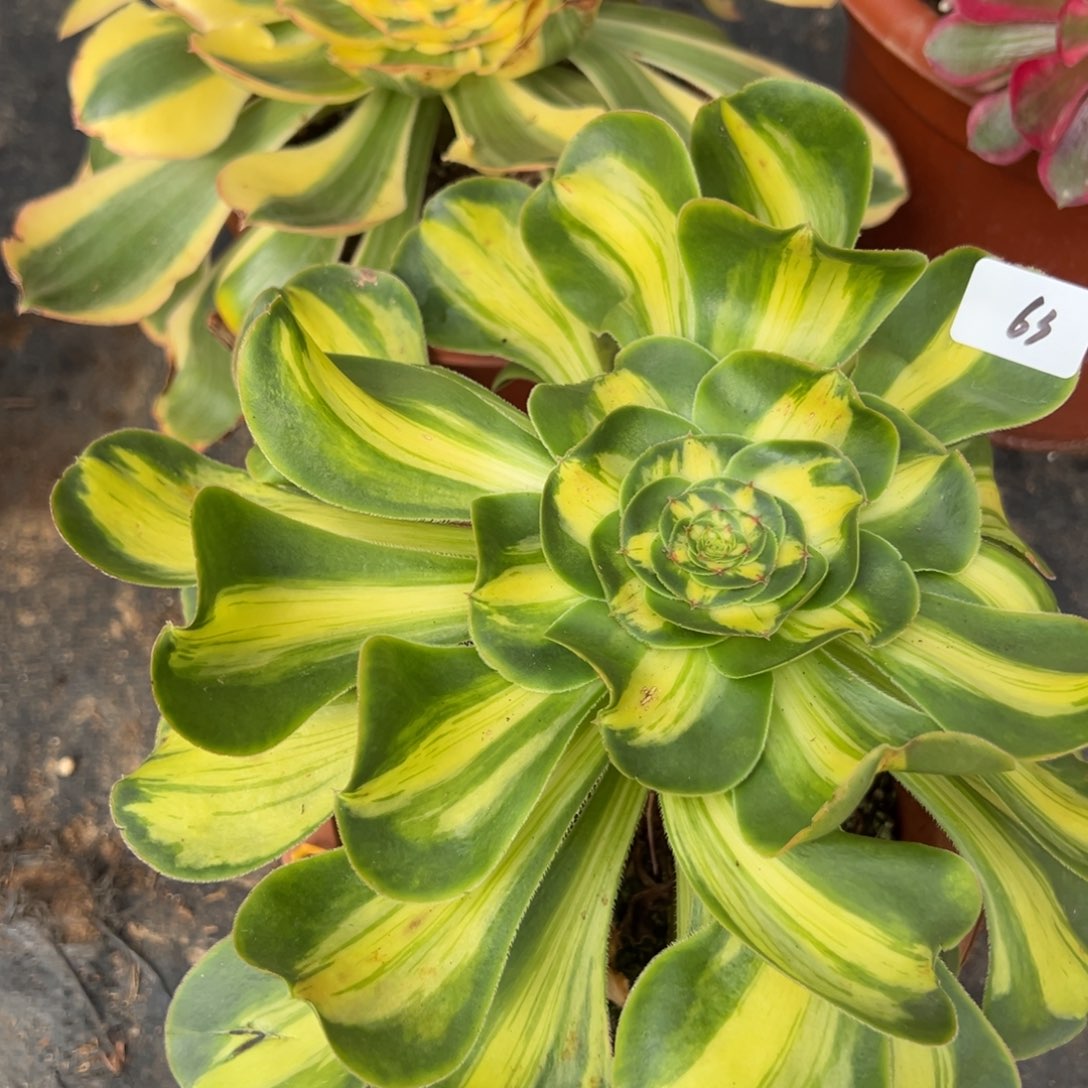 63暴君多肉嘻嘻嘻