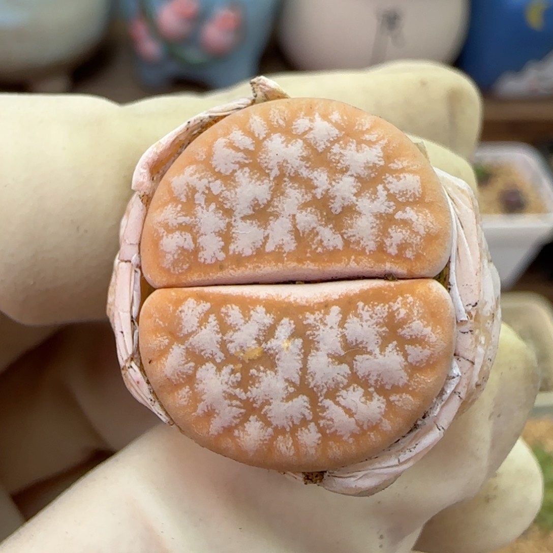 828福利福利福利