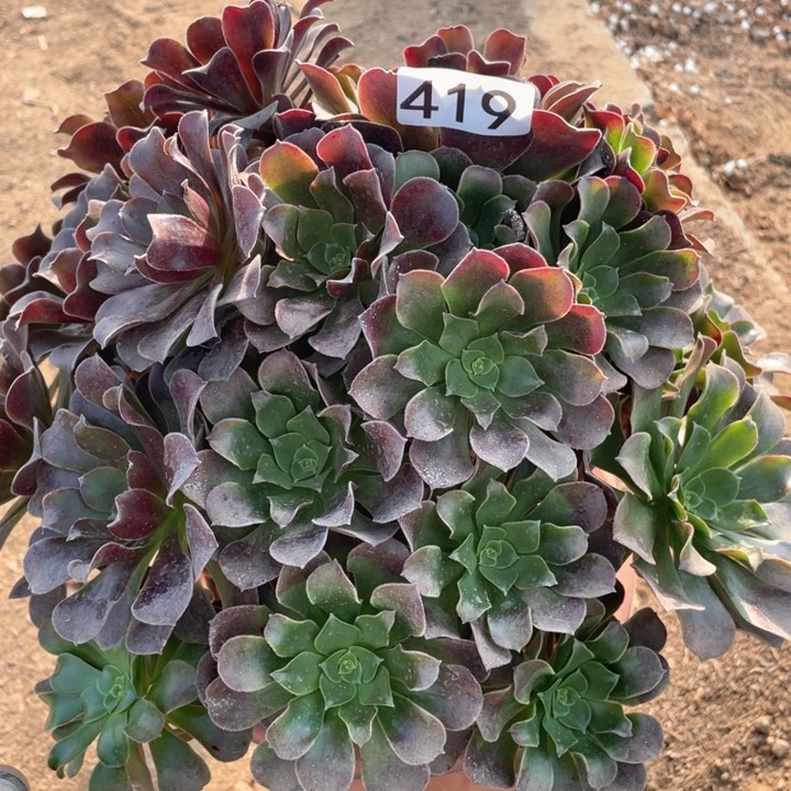 $****&419多肉植物欧紫