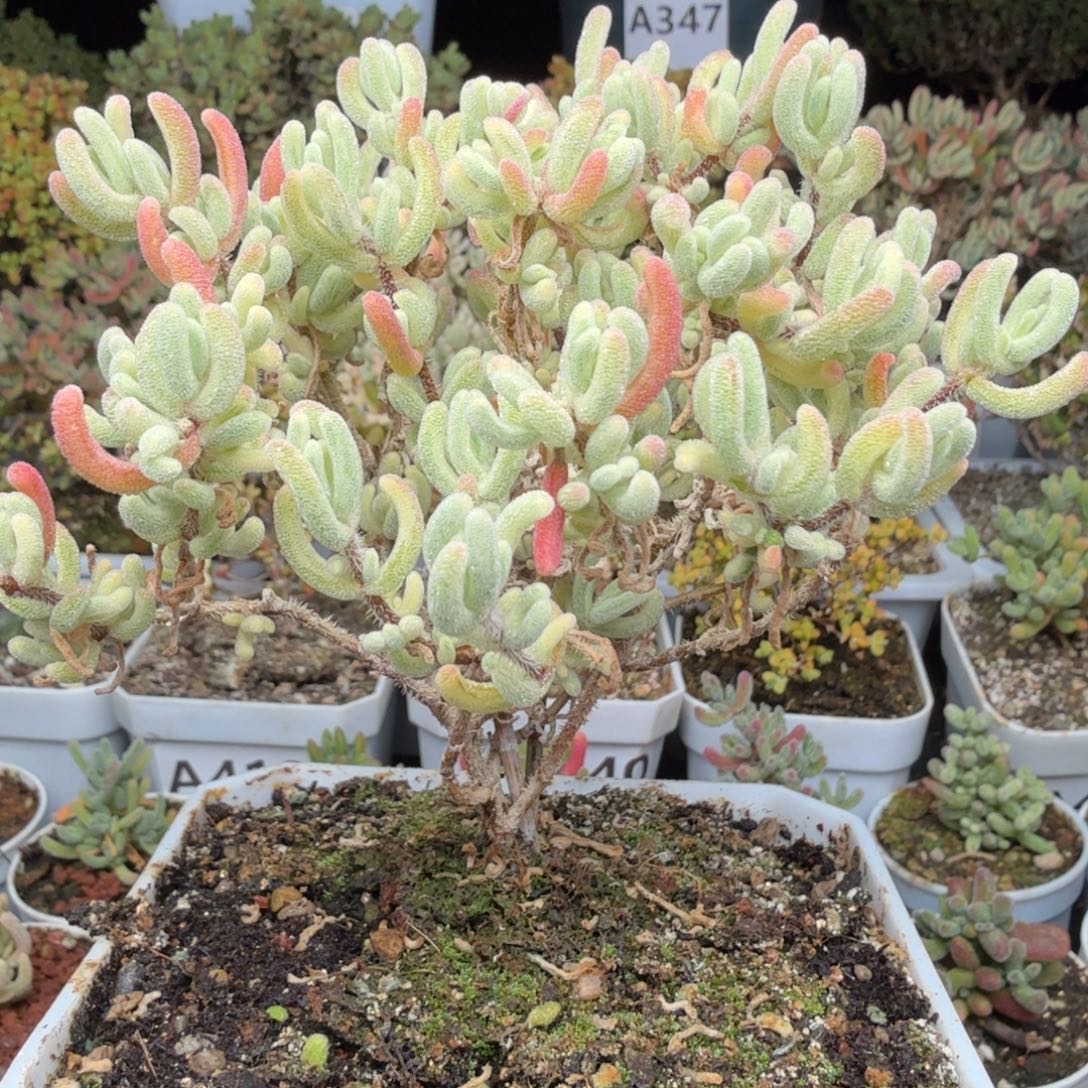 A580橙叶白锦整点半价福利