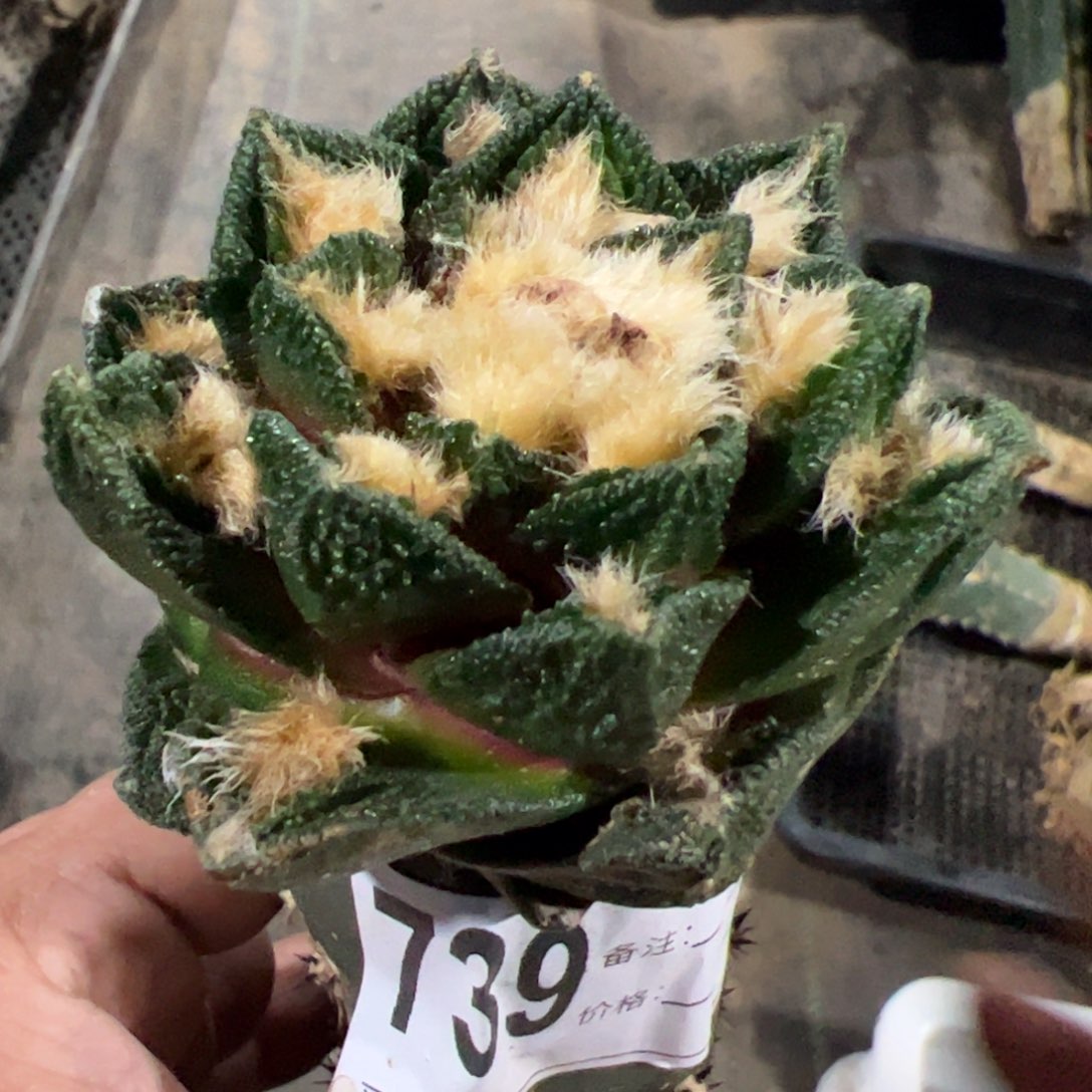 勃氏辛顿牡丹仙人球739