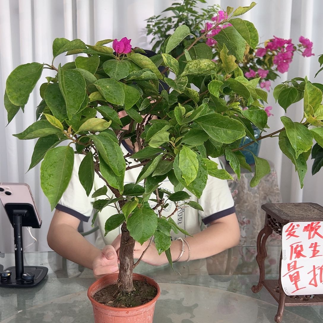 当前无花栽培后可以开花沙班艳红掌中宝一颗