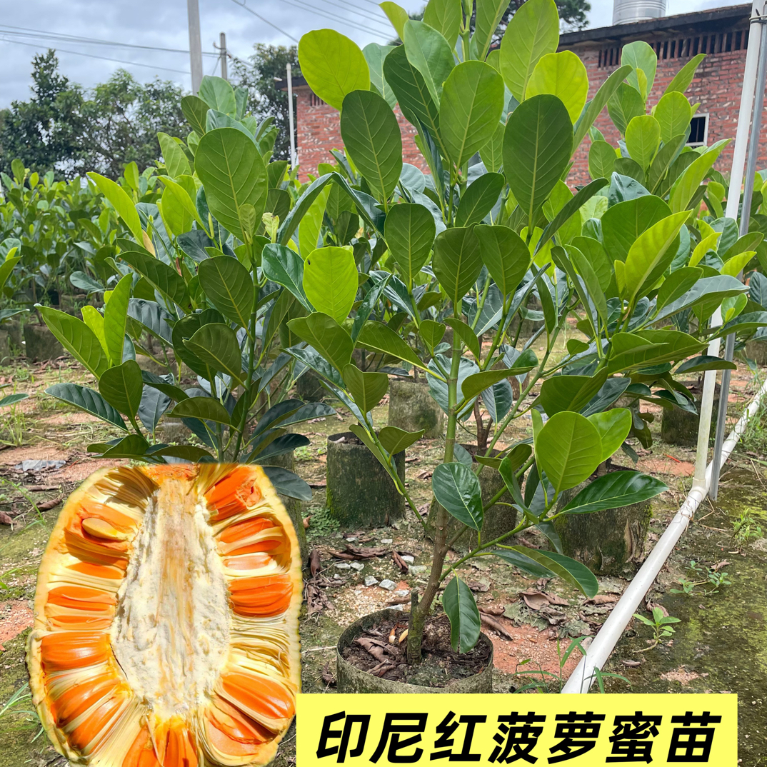 菠萝蜜菠萝蜜果苗少胶不粘手直播间一树一拍修剪部分叶子发货