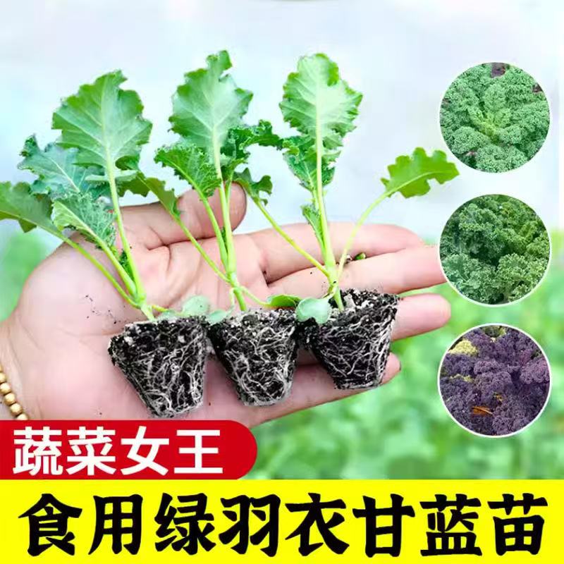 耐寒高产可观赏食用羽衣甘蓝秧苗适合家庭阳台种植