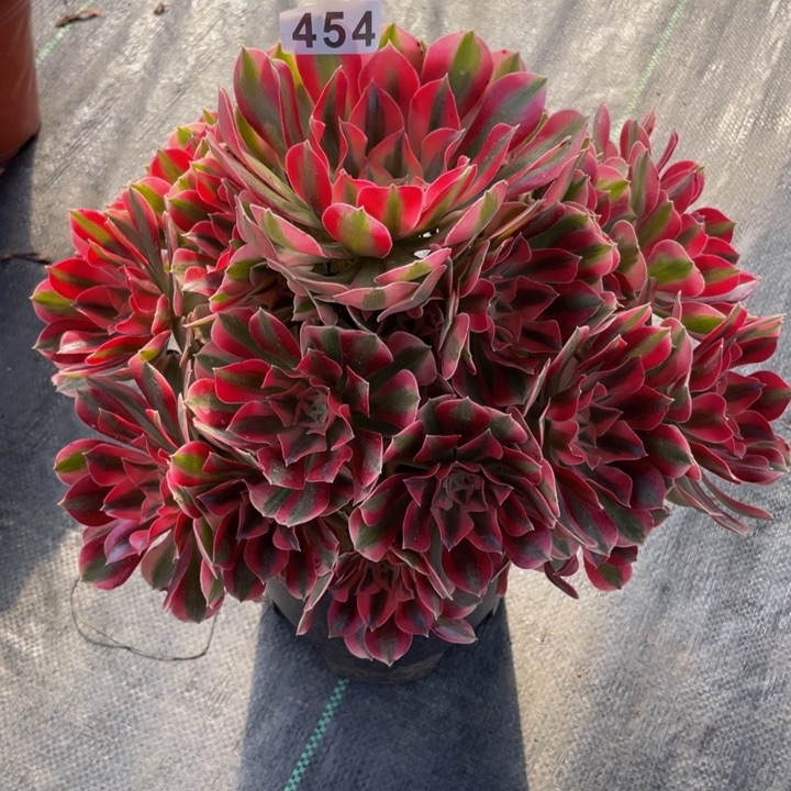 454老庄多肉法师女巫