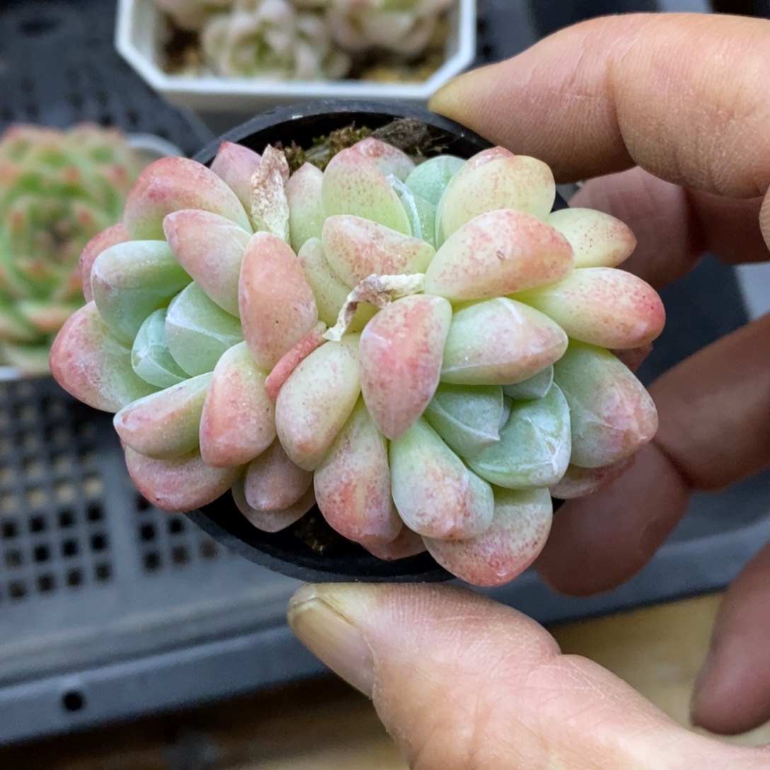 精品多肉一物一拍不包整151