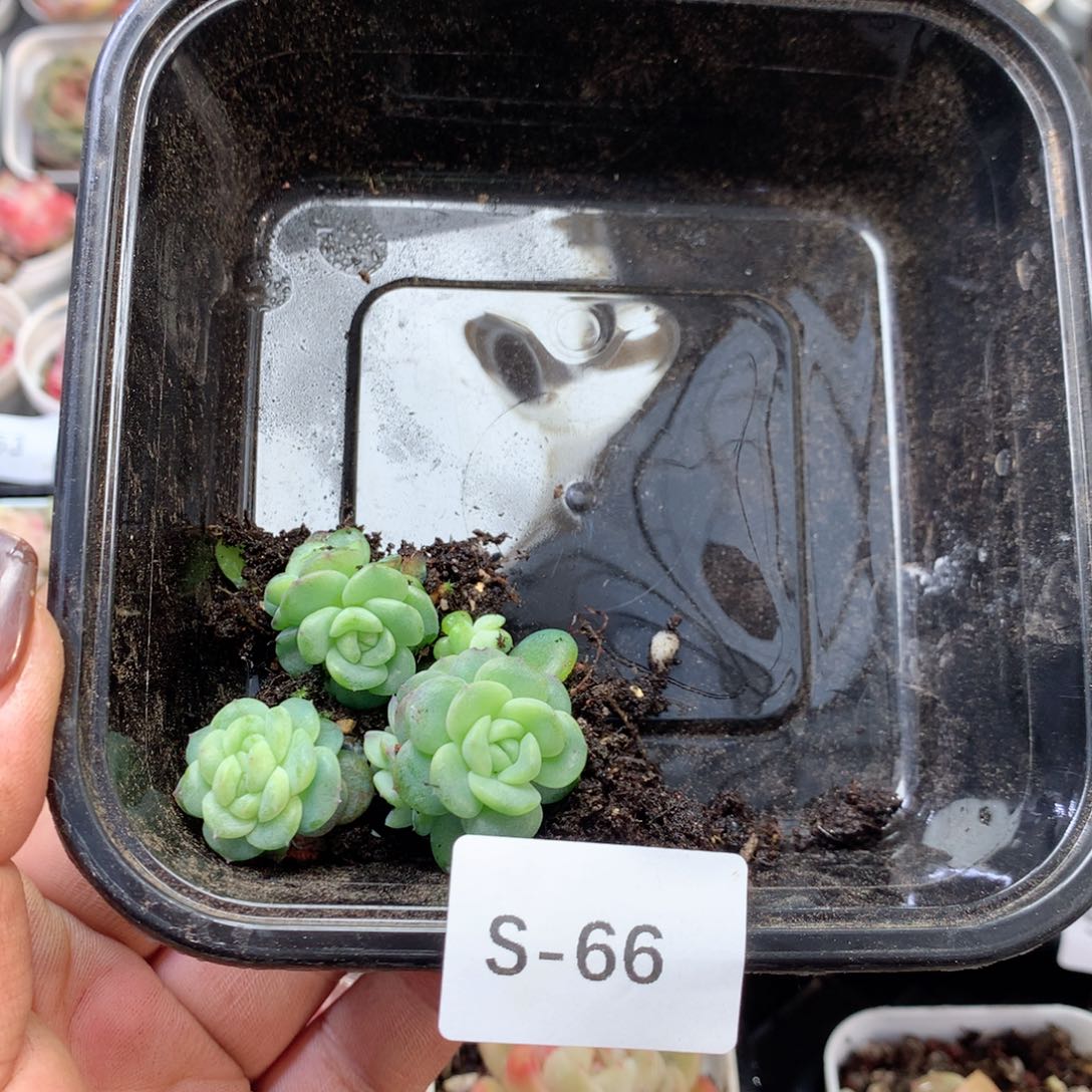 无花朵S66月英语英语