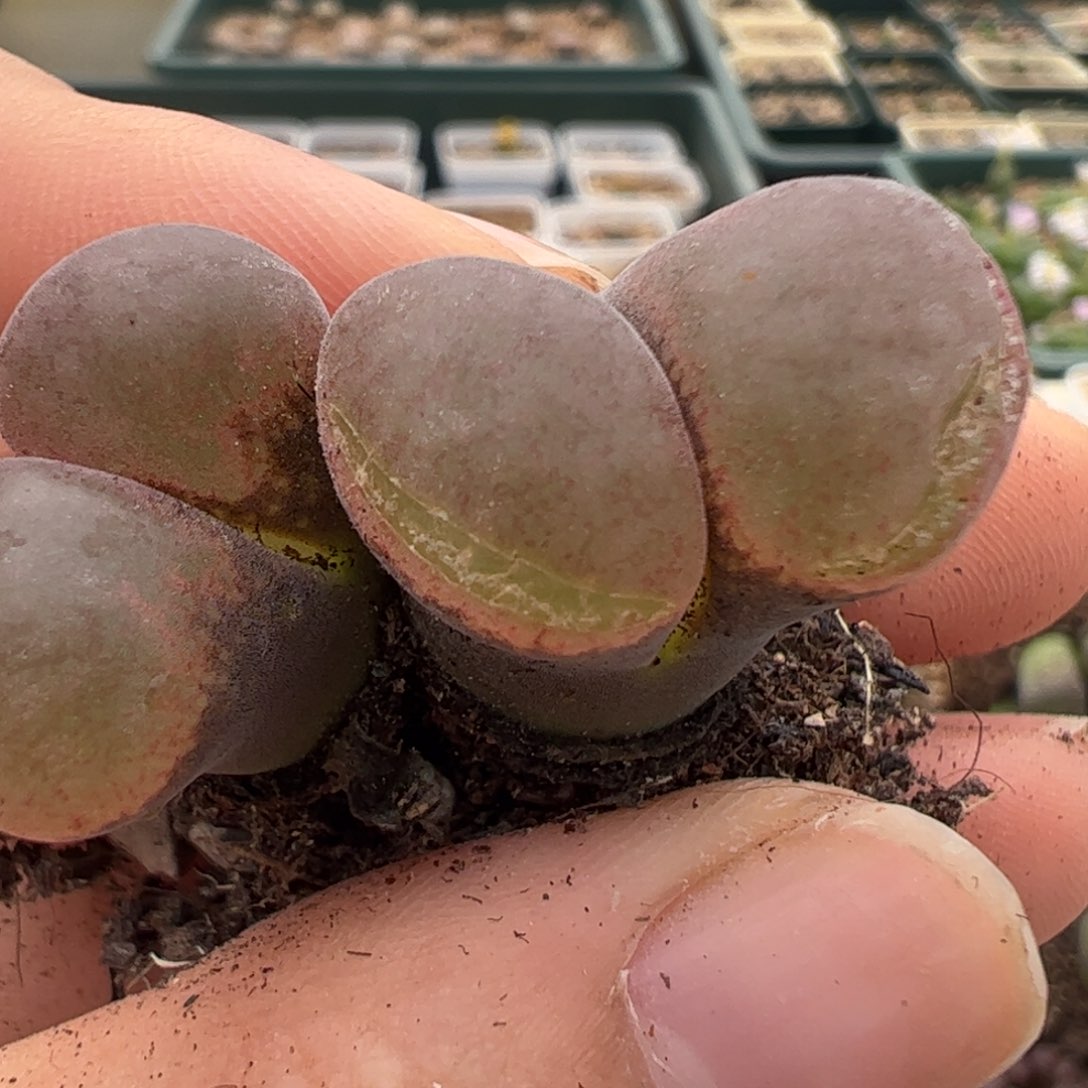 栖****?116 好看的多肉冲冲冲