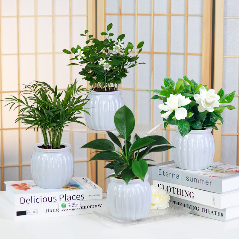 【买三送一】椰子 金钻 九里香 栀子花室内桌面绿植物美观配盆栽