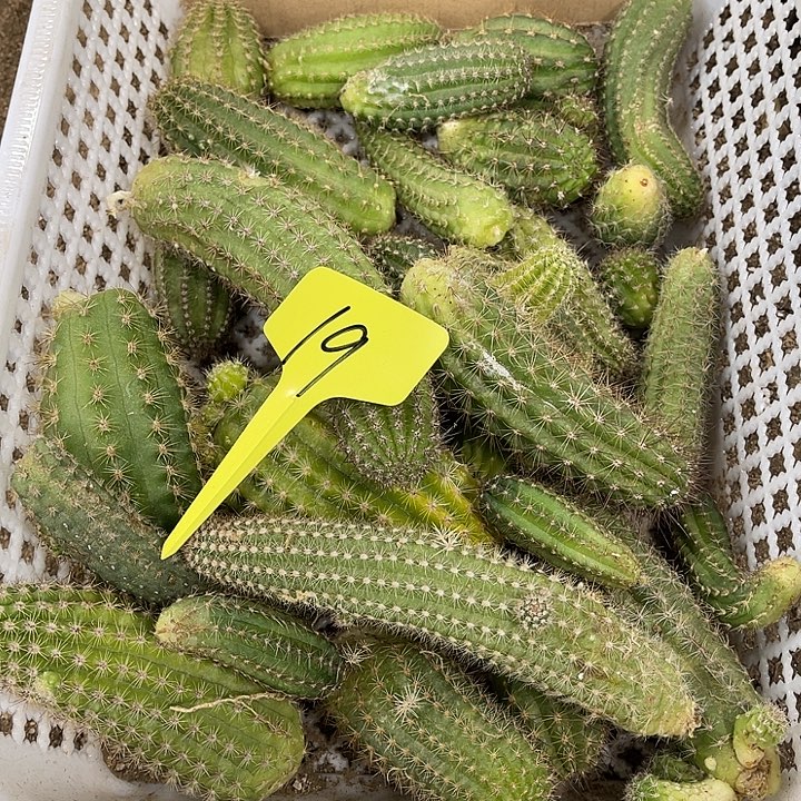 白檀侧芽19号好看