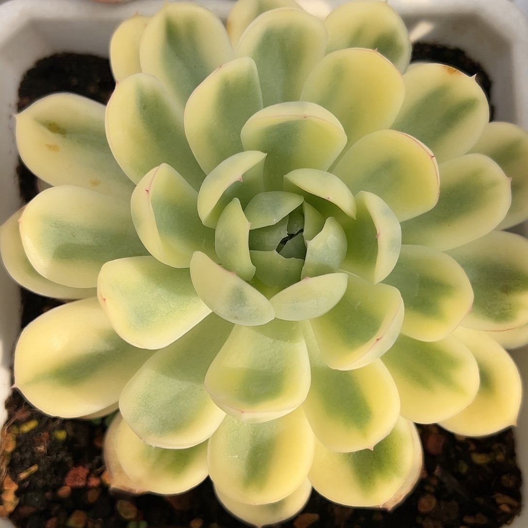 草莓冰锦大单头多肉