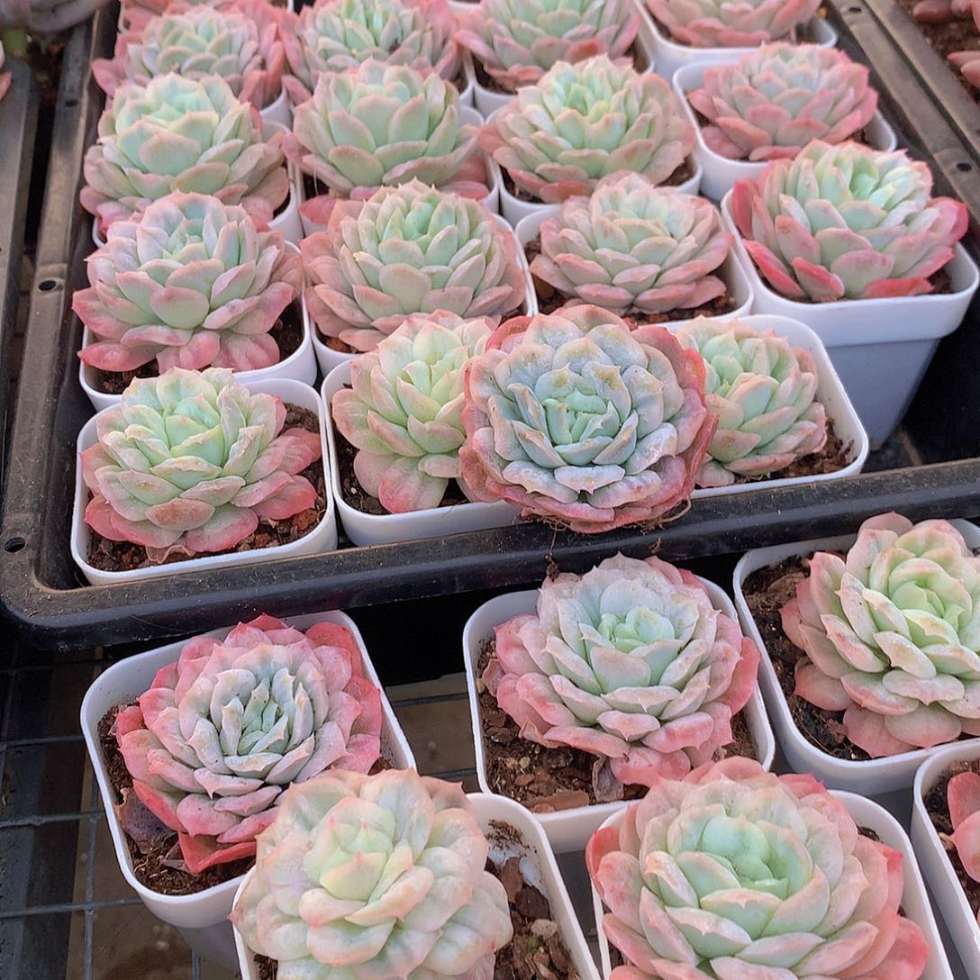 泡泡纱裙456788990000