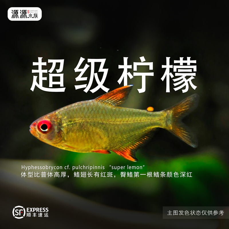 【小谢水族】超级柠檬灯鱼 高级小型灯科鱼
