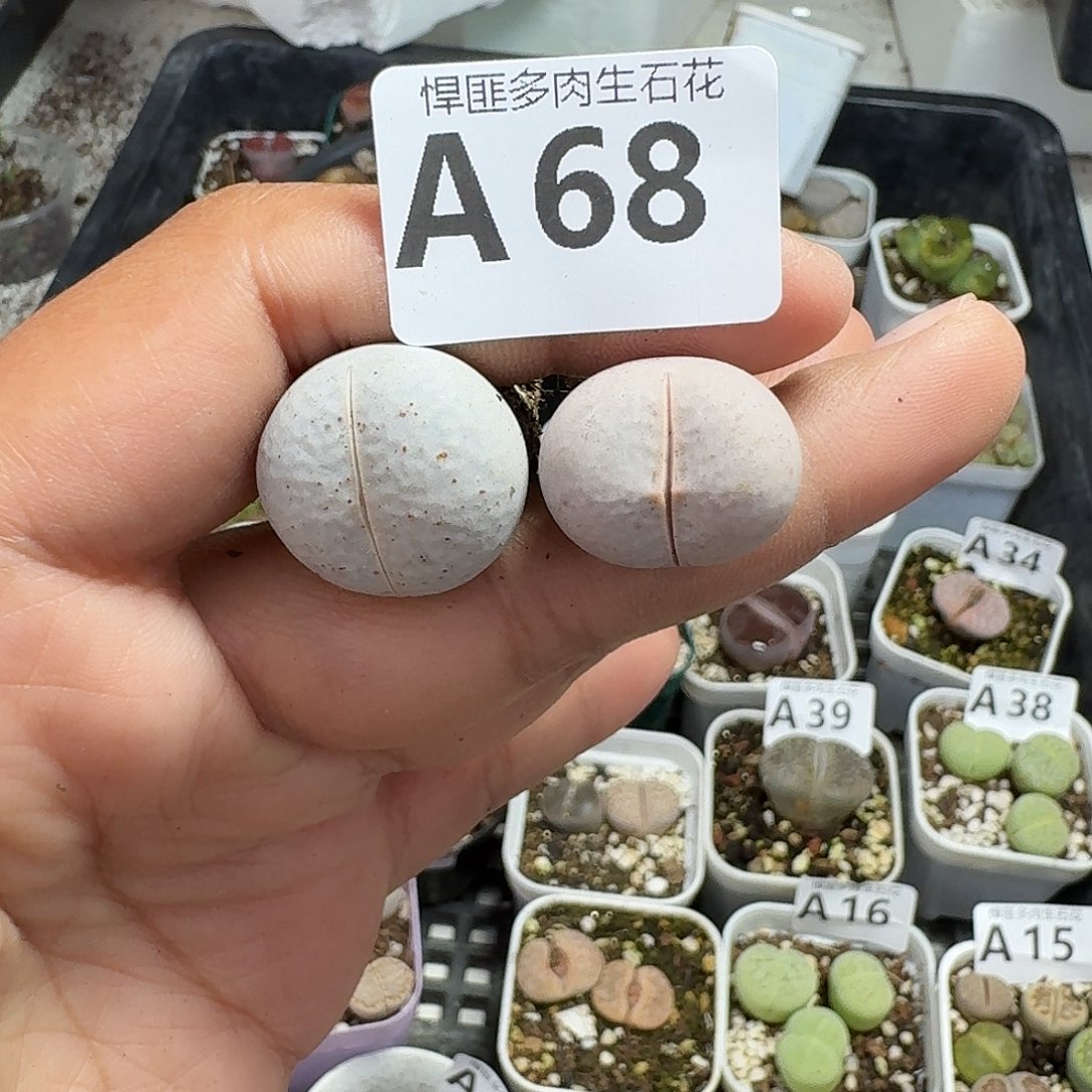 叮***猫68多肉植物多肉植物