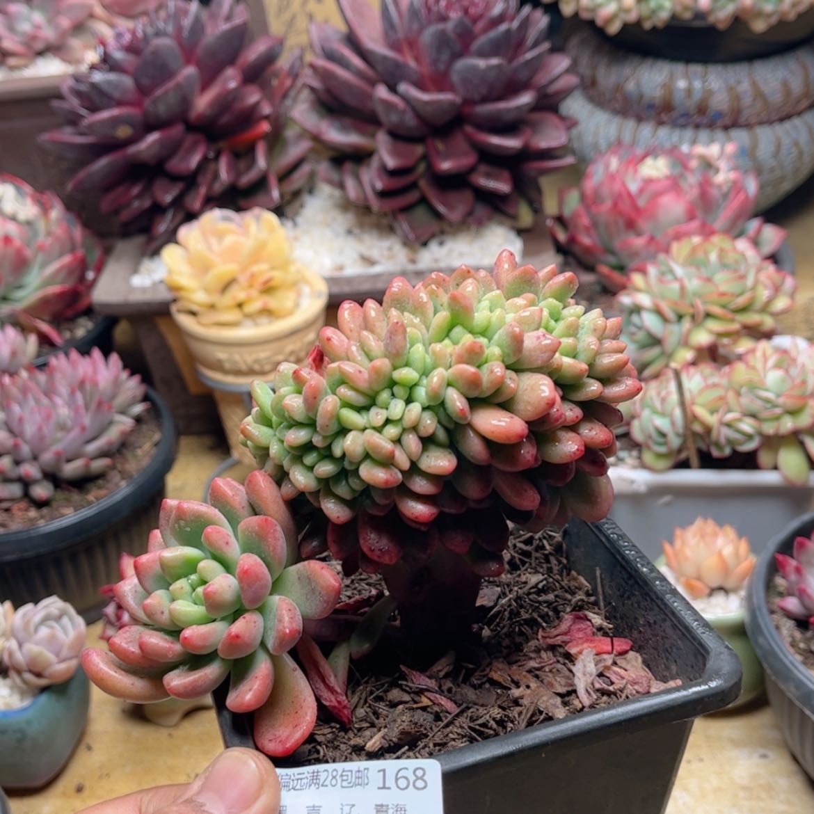 【闪购商品】168香奈儿缀