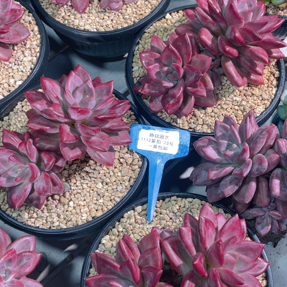 1112-23-全状态赫菲斯托老桩一颗