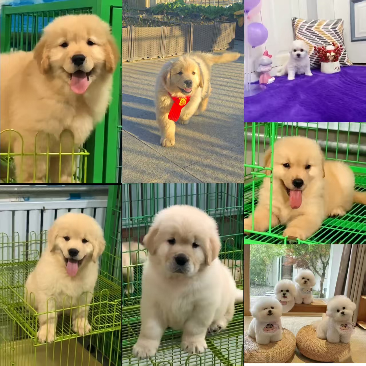 【天津腾博金毛】精选可爱金毛比熊狗狗