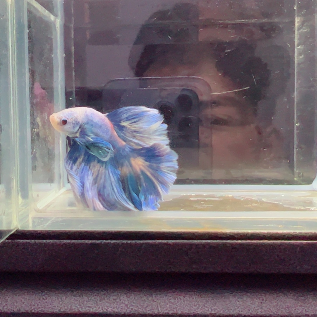 斗鱼浅色特殊尾hhhh