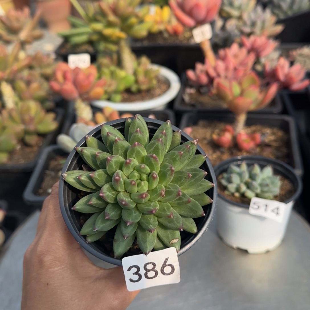 释***怀386号一物一拍一物一拍