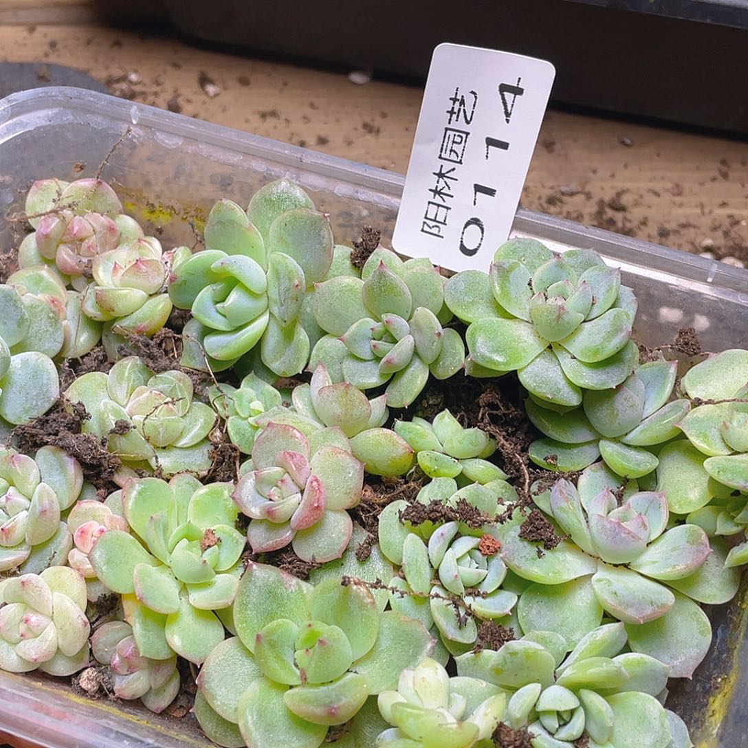 多肉植物多肉植物114