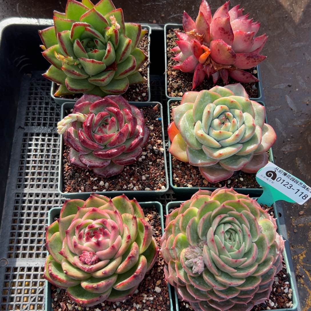 多肉编号0123-118