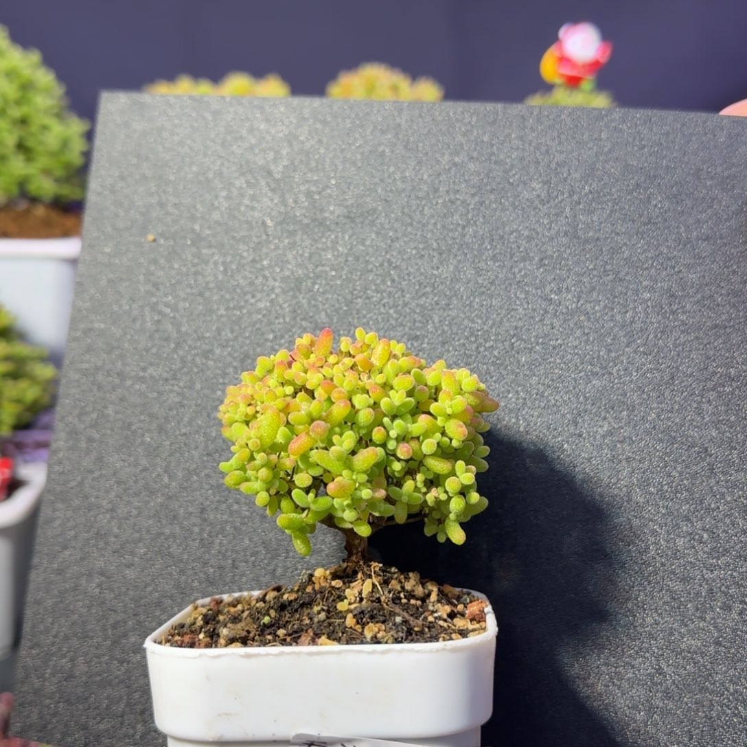 dy0577精控蜜橘老桩直杆冠服5cm