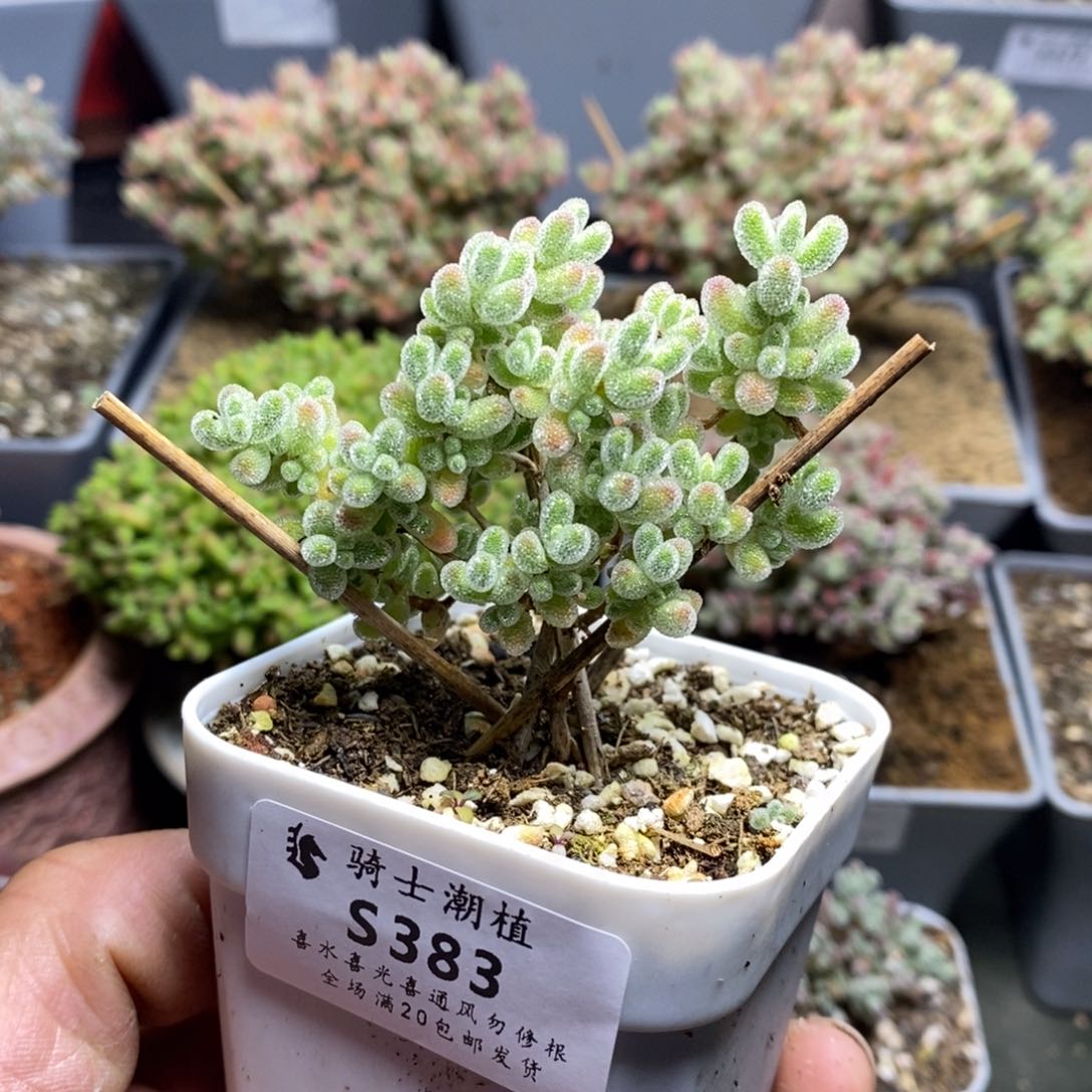 ？383优选冰晶枝干