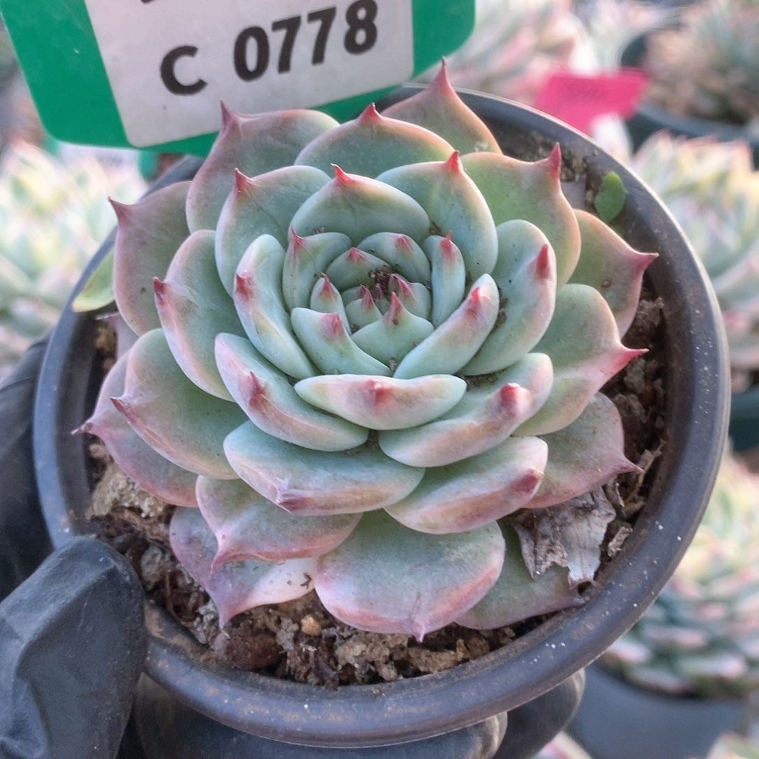 778锦锦锦锦锦锦锦