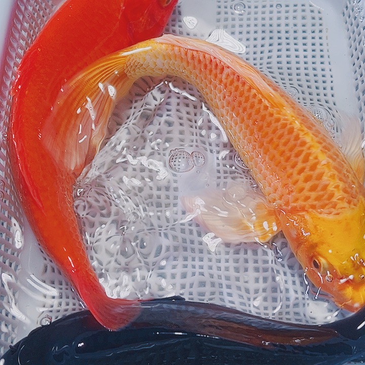 海水鱼锦鲤观赏鱼