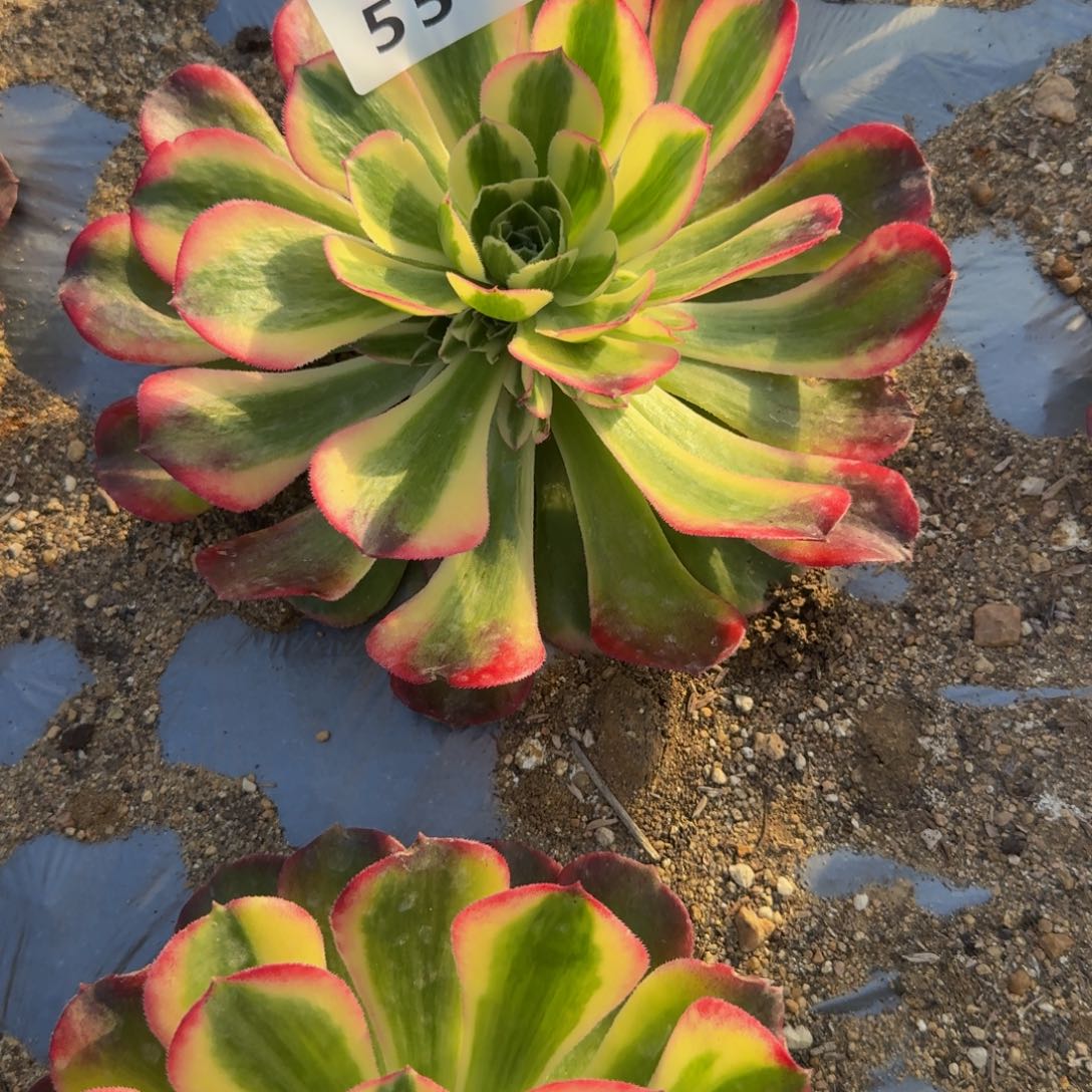 L***p551海棠到秋。多肉植物