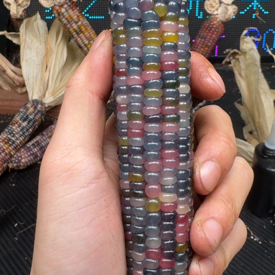 柏香籽/百香籽吊坠米*