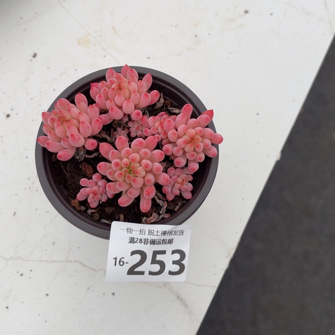 烟花老桩多肉多肉多肉